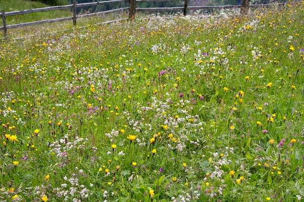 Alpejska łąka z piękne kwiaty — Zdjęcie stockowe