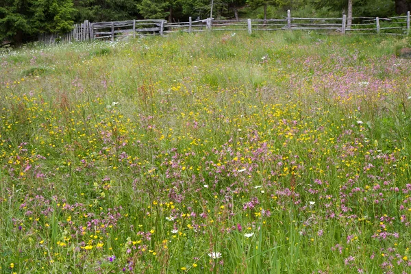 美しい花の高山草原 — ストック写真