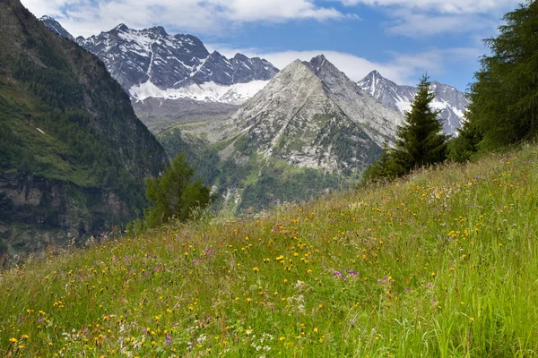 Alpina äng med vackra blommor — Stockfoto