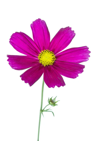 Cosmos bipinnatus květina na bílém pozadí — Stock fotografie
