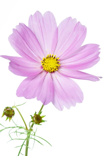 Cosmos bipinnatus ดอกไม้บนสีขาว — ภาพถ่ายสต็อก