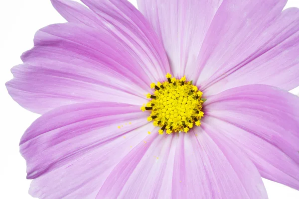 Cosmos bipinnatus fiore su bianco — Foto Stock