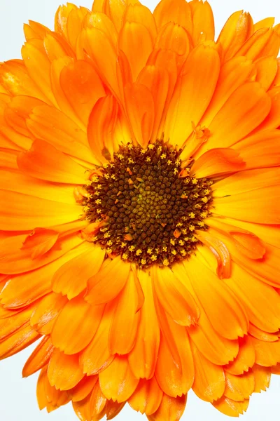 Orange pot marigold (Calendula officinalis) flower — Stock Photo, Image