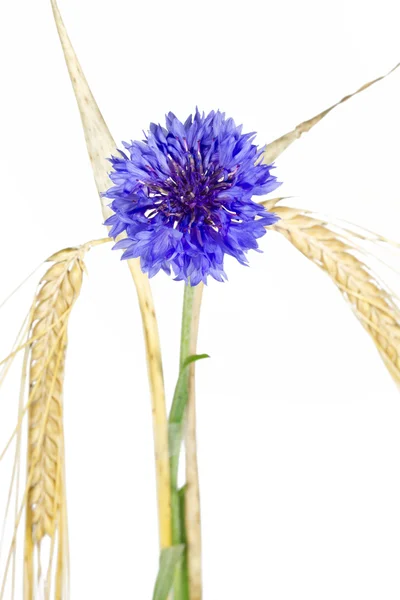 Bleuet à fleurs (Centaurea cyanus), isolé — Photo