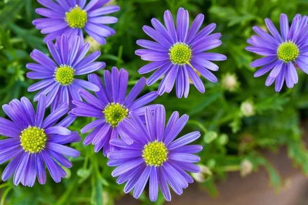 Purple daisy wind flower (Brachyscome iberidifolia) — Stock Photo, Image