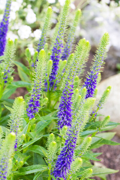 Veronica flowering spikes