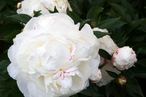 Biała piwonia kwiat (Paeonia) — Zdjęcie stockowe