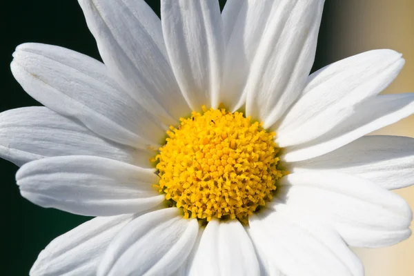 Kvetoucí oxeye daisy (Kopretina) — Stock fotografie