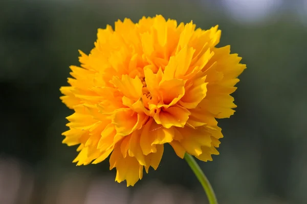 Flor de Coreopsis amarela — Fotografia de Stock