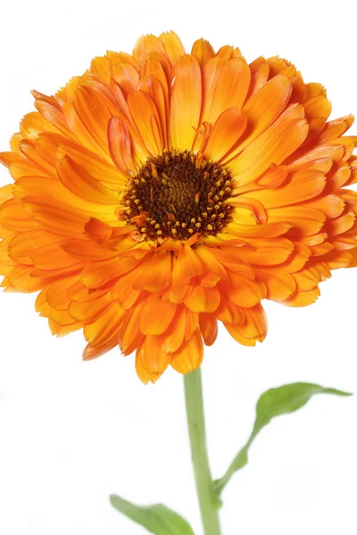 Orange pot marigold (Calendula officinalis) flower — Stock Photo, Image