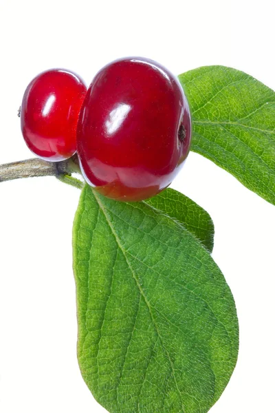 Caprifoglio (Lonicera xylosteum) frutti di bosco e foglie — Foto Stock