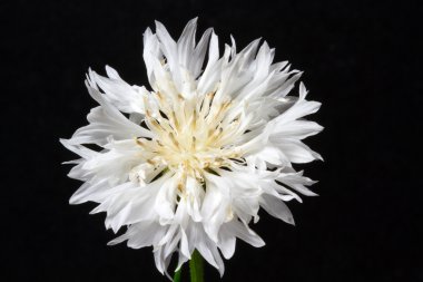 Beyaz Mısır çiçek (Centaurea cyanus çiçek)