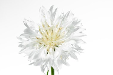 Blooming white corn flower (Centaurea cyanus) clipart