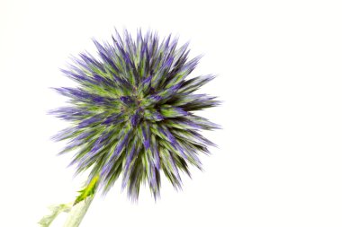 Mavi küre thistle (Echinops)