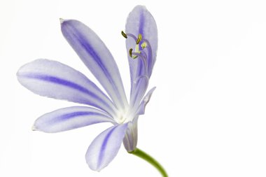 Afrika mavi lily (Agapanthus africanus)