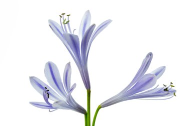 Afrika mavi lily (Agapanthus africanus)