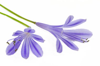 African blue lily (Agapanthus africanus) clipart