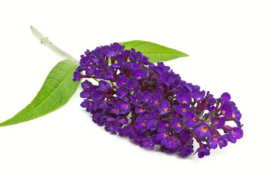 Kelebek bush (Buddleja)