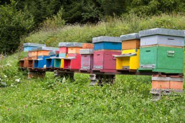 Colorful Beehives on a meadow clipart