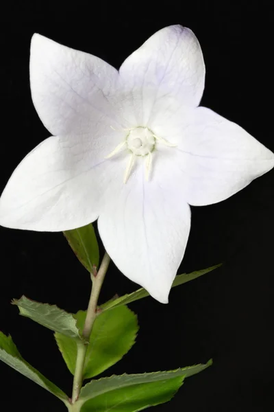 Enkele witte ballon bloem (Platycodon grandiflorus) — Stockfoto