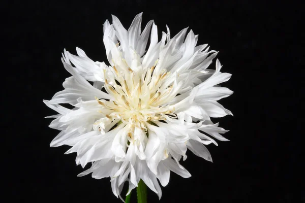 咲く白いトウモロコシの花 (セントーラシアナス) — ストック写真