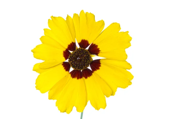 Gaillardia oścista kwiat — Zdjęcie stockowe