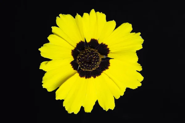 Gaillardia aristata 꽃 — 스톡 사진