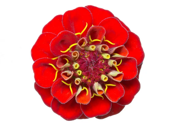 Röd Zinnia (Zinnia violacea) — Stockfoto