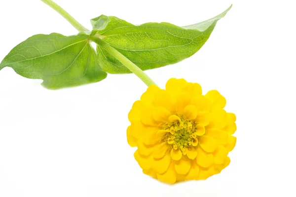 노란 백 일초 (백 일초 violacea) — 스톡 사진