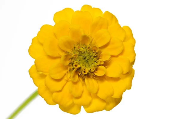 Yellow Zinnia (Zinnia violacea) — Stock Photo, Image