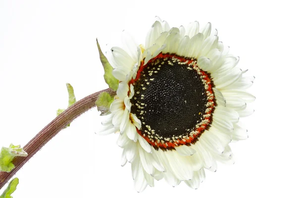 Bloeiende witte zonnebloem (Helianthus) — Stockfoto