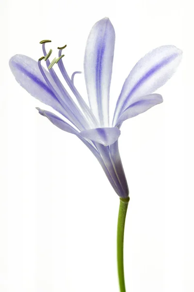 Afrykańska lilia niebieski (Agapanthus africanus) — Zdjęcie stockowe