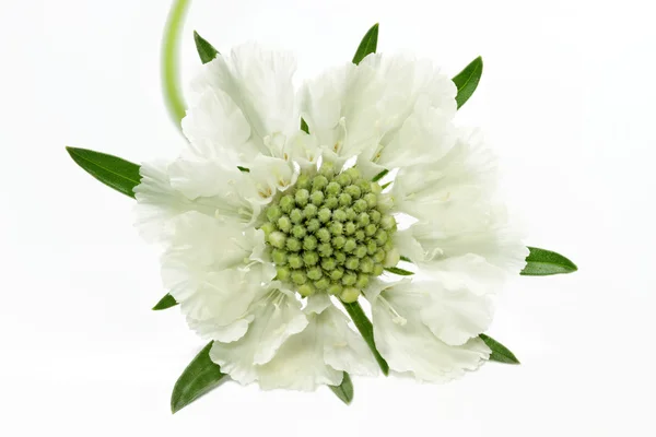 Scabiosa fleur de caucasie sur blanc — Photo