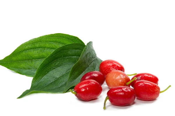 Cornelian Cherry (Cornus mas) — Stock Photo, Image