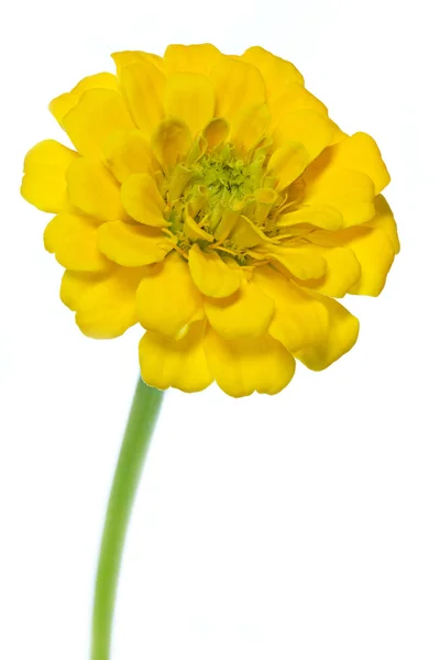 Gele Zinnia (Zinnia violacea) — Stockfoto