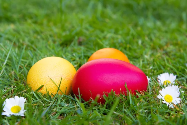 Colored easter eggs on a lawn — Stock Photo, Image
