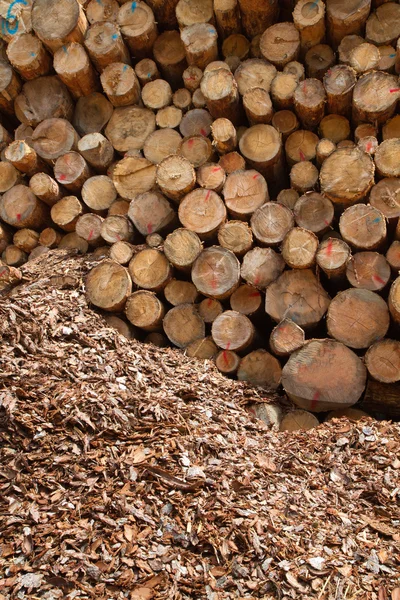 Stos drewnianych kłód — Zdjęcie stockowe