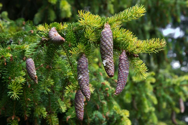 Ramo de abeto com alguns cones pendurados — Fotografia de Stock