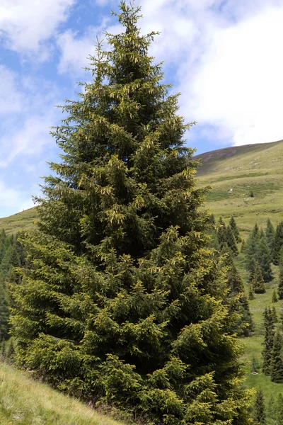 Single coniferous tree in the italian mountains — Stock Photo, Image