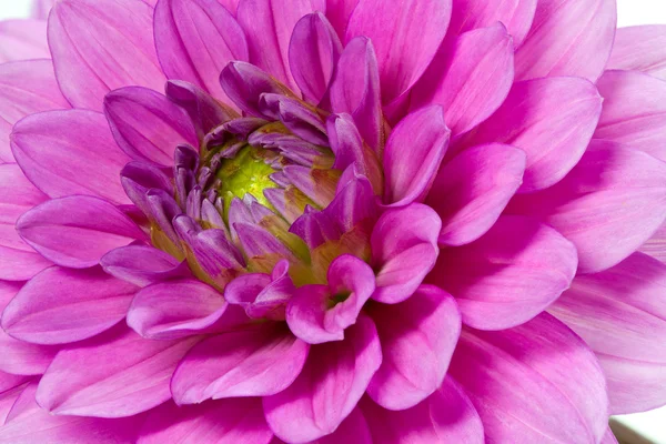 Blühende Dahlie, aufgenommen mit großer Schärfentiefe (dof) — Stockfoto