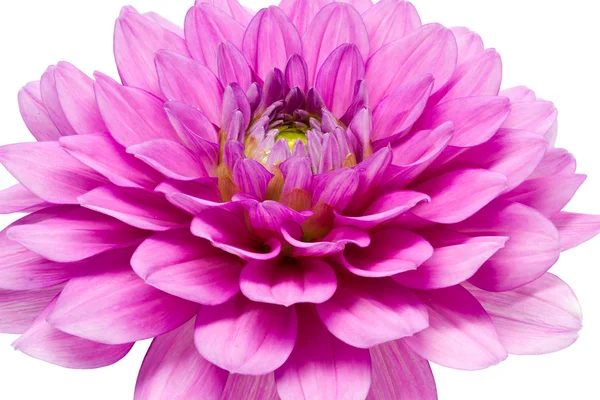 Blooming Dahlia, shot with large Depth of Field (DOF) — Stock Photo, Image