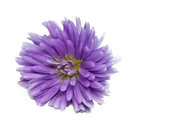Aster fiołek, kwiat, strzał z dużym dof — Zdjęcie stockowe