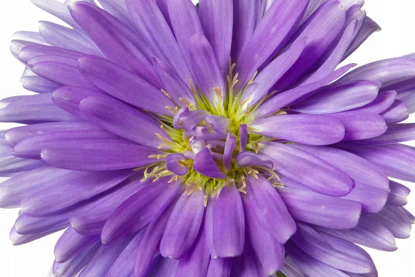 Violeta Aster Flower, tiro com grande DOF — Fotografia de Stock
