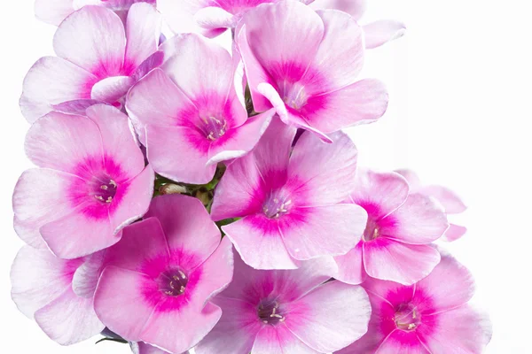 フロックス シュッコンカスミソウ花が咲く、大きな被写し界深度 （dof ショット) — ストック写真