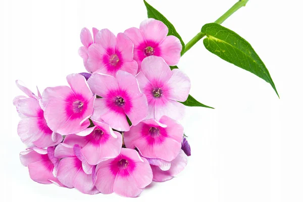 Phlox (växt) blommor, sköt med stort skärpedjup (dof) — Stockfoto
