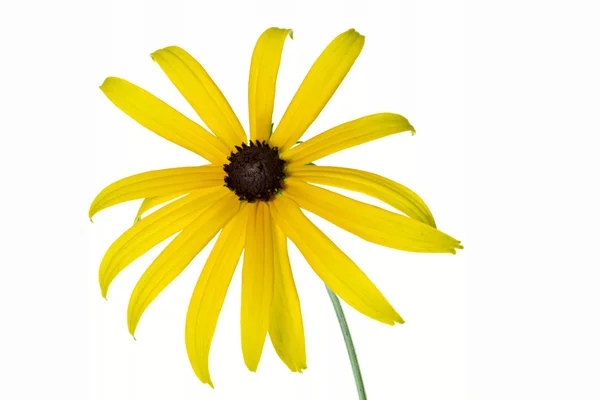 Rudbeckia żółty kwiat na białym tle — Zdjęcie stockowe