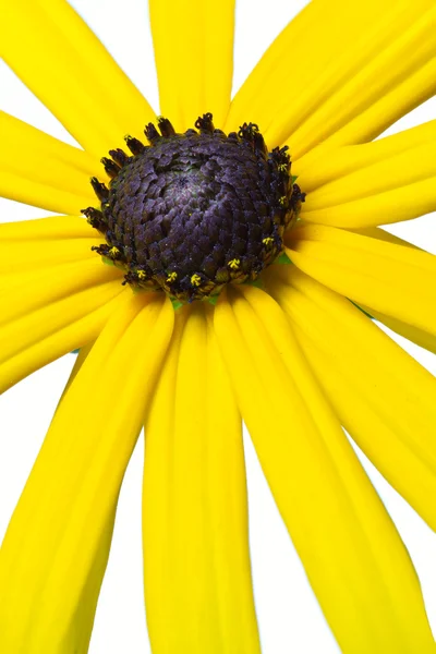 Yellow Rudbeckia flower, isolated on white — Stock Photo, Image