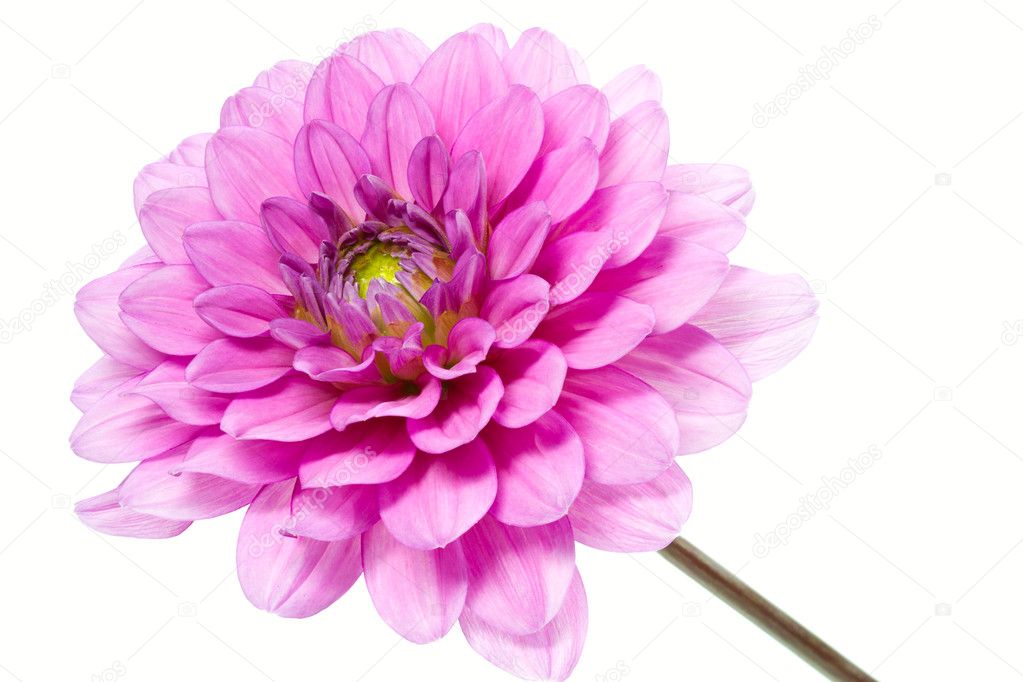 Blooming Dahlia, shot with large Depth of Field (DOF)