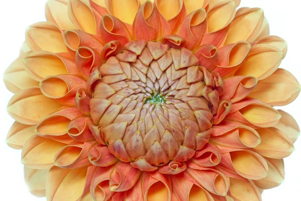 Квітучий жоржини, вистрілив з великої глибини різкості (Фо) — стокове фото