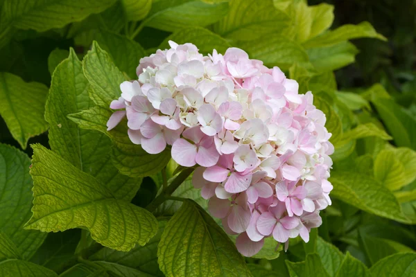 Jeden růžový květ hortenzie (Hortensia) — Stock fotografie